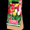 Zaaien & Planten* Tulpenbollen | Action NL